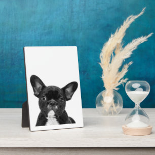 Plaque Photo Chien adorable Black French Bulldog Face