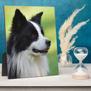 Plaque Photo Chien Border Collie noir et blanc