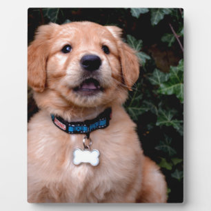 Plaque Photo Chien chiot mignon Golden Retriever Chien