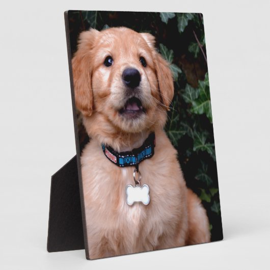 Plaque Photo Chien chiot mignon Golden Retriever Chien (Côté)