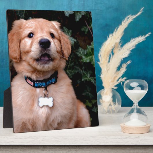 Plaque Photo Chien chiot mignon Golden Retriever Chien (Côté)