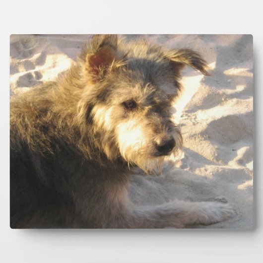 Plaque Photo Chien de plage thaïlandais (Devant)