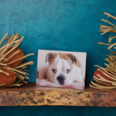 Plaque Photo Chien de taureau anglais timide (Côté)