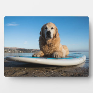 Plaque Photo Chien D'Or Retriever Posé Sur Une Planche À Pagaie