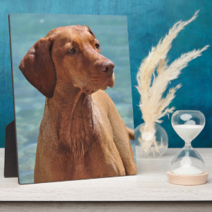 Plaque Photo Chien Magyar Vizsla
