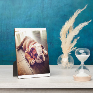 Plaque Photo Chien menteur de Bulldog anglais Photo de chien