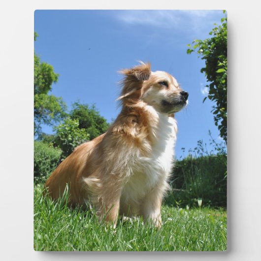 Plaque Photo Chien mignon dans l'herbe (Devant)