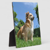 Plaque Photo Chien mignon dans l'herbe (Côté)