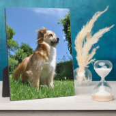 Plaque Photo Chien mignon dans l'herbe (Côté)