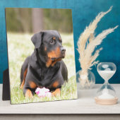 Plaque Photo Chien Rottweiler (Côté)