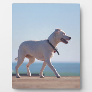 Plaque Photo Chien sur la plage