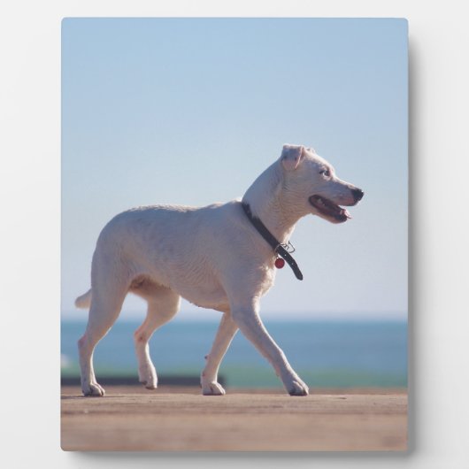 Plaque Photo Chien sur la plage (Devant)