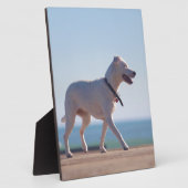 Plaque Photo Chien sur la plage (Côté)