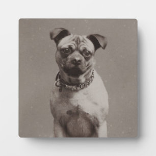 Plaque Photo Chien vintage