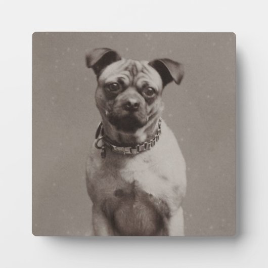 Plaque Photo Chien vintage (Devant)
