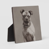 Plaque Photo Chien vintage (Recto)