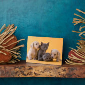 Plaque Photo Chiens bleu russe et Chiens de poche (Côté)