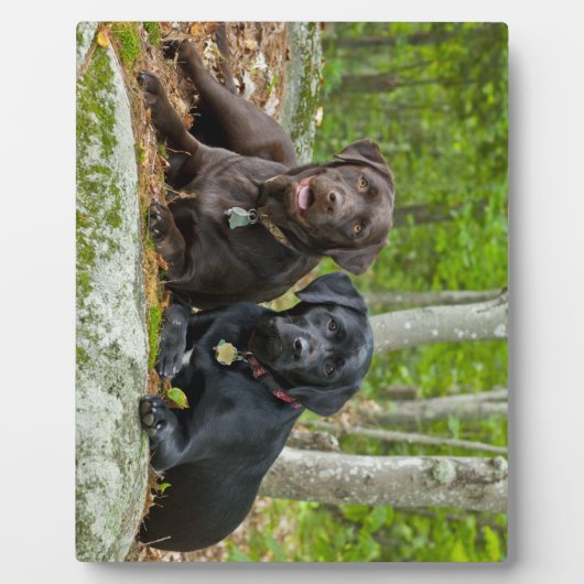 Plaque Photo Chiens Chiens Marionnettes Black Lab Chocolat Labr (Devant)