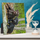 Plaque Photo Chiens Chiens Marionnettes Black Lab Chocolat Labr (Côté)