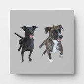Plaque Photo Chiens de Carlos (Devant)