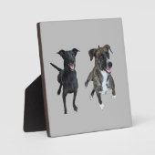 Plaque Photo Chiens de Carlos (Recto)
