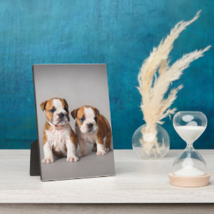 Plaque Photo Chiens de taupe anglais Couple mou Bulldog