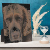 Plaque Photo Chiens Springer anglais (Côté)