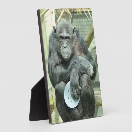 PLAQUE PHOTO CHIMPANZEE CUTE (Côté)