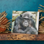 PLAQUE PHOTO CHIMPANZÉS (Côté)