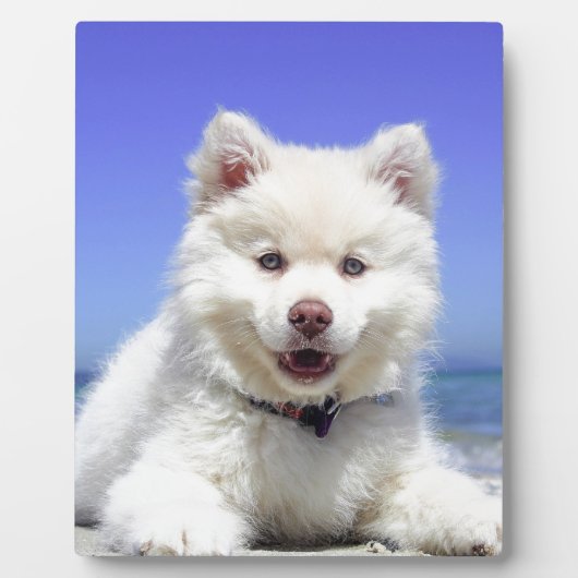Plaque Photo Chiot blanc Husky avec yeux bleus (Devant)