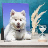 Plaque Photo Chiot blanc Husky avec yeux bleus (Côté)
