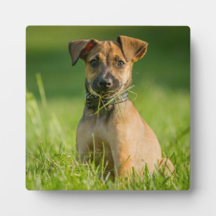 Plaque Photo Chiot Dans L'Herbe