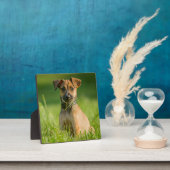 Plaque Photo Chiot Dans L'Herbe (Insitu)