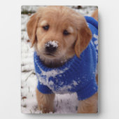 Plaque Photo Chiot Golden Retriever (Devant)