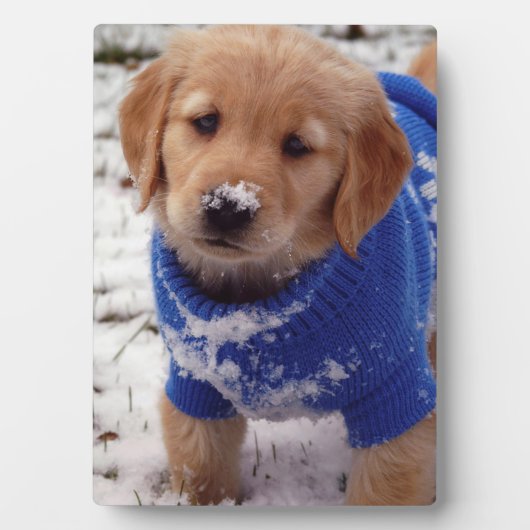 Plaque Photo Chiot Golden Retriever (Devant)