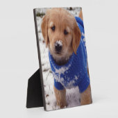 Plaque Photo Chiot Golden Retriever (Côté)