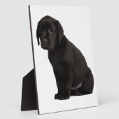 Plaque Photo Chiot noir Labrador (Côté)