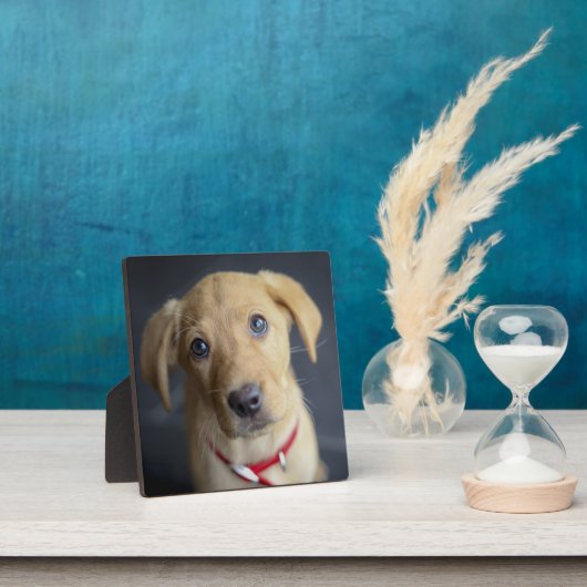 Plaque Photo Chiot Red Fox Labrador (Insitu)