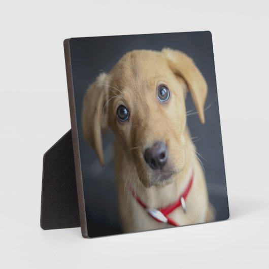 Plaque Photo Chiot Red Fox Labrador (Recto)