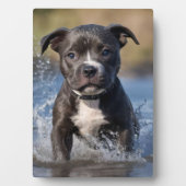 Plaque Photo Chiot Staffy barbotant dans la mer, (Devant)
