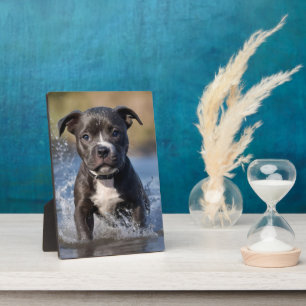 Plaque Photo Chiot Staffy barbotant dans la mer,