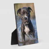Plaque Photo Chiot Staffy barbotant dans la mer, (Côté)