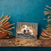 Plaque Photo Chiots endormis (Côté)