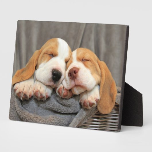 Plaque Photo Chiots endormis (Côté)