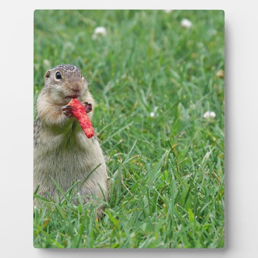 Plaque Photo Chipmunk.JPG (Devant)