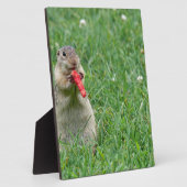 Plaque Photo Chipmunk.JPG (Côté)