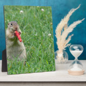 Plaque Photo Chipmunk.JPG (Côté)