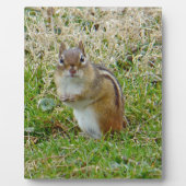 Plaque Photo Chipmunk oriental (Devant)