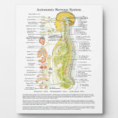Plaque Photo Chiropractic Autonomic Nervous System Easel (Devant)
