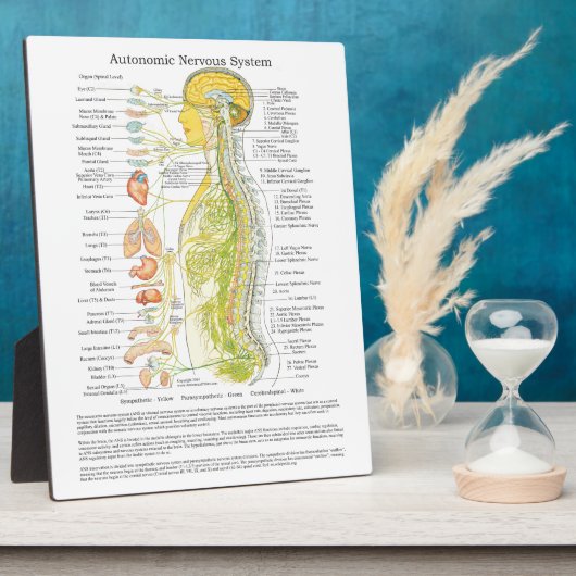 Plaque Photo Chiropractic Autonomic Nervous System Easel (Côté)
